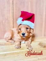 Hadassah, F1b Mini, a female Miniature Goldendoodle for sale in Columbia City, IN – Photo 2 of 4