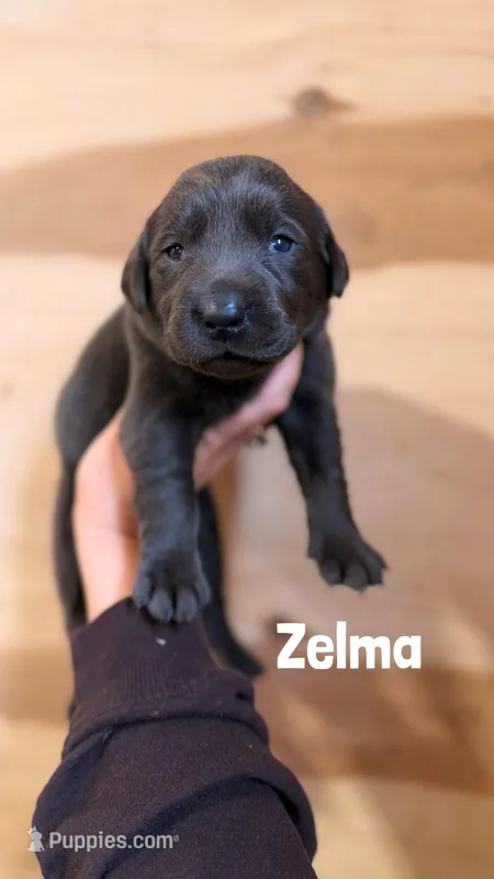 Zelma – Labrador Retriever puppy for sale in Columbia City, IN