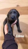 Zelma, a female Labrador Retriever for sale in Columbia City, IN – 3 of 3