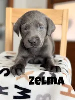 Zelma, a female Labrador Retriever for sale in Columbia City, IN – 2 of 3