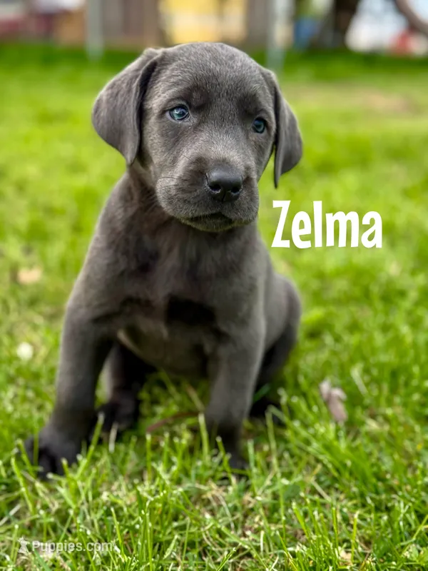 Zelma – Labrador Retriever puppy for sale in Columbia City, IN