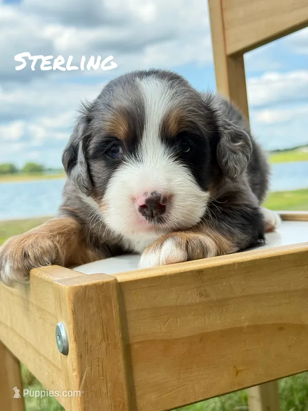 Sterling - Blue Merle Mini Bernedoodle – Miniature Bernedoodle puppy for sale in Columbia City, IN