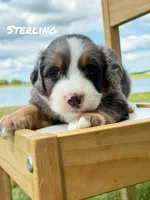 Sterling - Blue Merle Mini Bernedoodle, a male Miniature Bernedoodle for sale in Columbia City, IN – 1 of 3