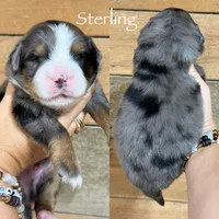 Sterling - Blue Merle Mini Bernedoodle, a male Miniature Bernedoodle for sale in Columbia City, IN – 2 of 3