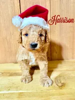 Harrison, F1b Mini, a male Miniature Goldendoodle for sale in Columbia City, IN – Photo 2 of 4