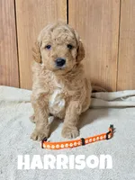 Harrison, F1b Mini, a male Miniature Goldendoodle for sale in Columbia City, IN – Photo 1 of 4