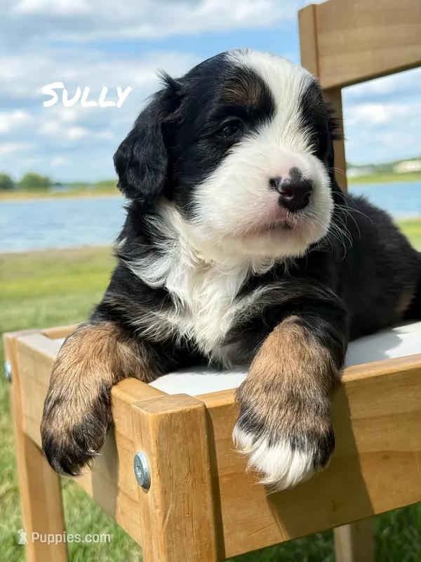 Sully - Tricolored Mini Bernedoodle – Miniature Bernedoodle puppy for sale in Columbia City, IN