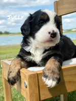 Sully - Tricolored Mini Bernedoodle, a male Miniature Bernedoodle for sale in Columbia City, IN – 1 of 3