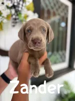 Zander, a male Labrador Retriever for sale in Columbia City, IN – Photo 1 of 4