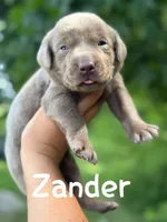 Zander, a male Labrador Retriever for sale in Columbia City, IN – Photo 2 of 4