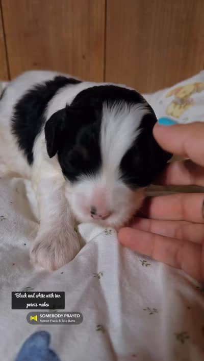 Slate - black/white Mini Bernedoodle, a male Miniature Bernedoodle for sale in Columbia City, IN – 3 of 3