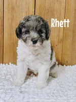 Rhett {F1b Cavapoo}, a male Cavapoo for sale in Columbia City, IN – Photo 1 of 2