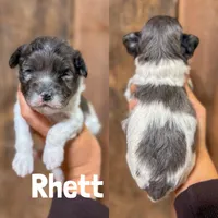 Rhett {F1b Cavapoo}, a male Cavapoo for sale in Columbia City, IN – Photo 2 of 2