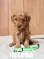 Helena, F1b Mini, a female Miniature Goldendoodle for sale in Columbia City, IN – Photo 1 of 4