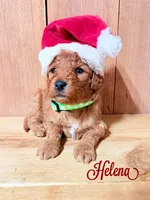 Helena, F1b Mini, a female Miniature Goldendoodle for sale in Columbia City, IN – Photo 2 of 4