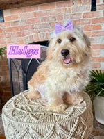 Helena, F1b Mini, a female Miniature Goldendoodle for sale in Columbia City, IN – Photo 4 of 4