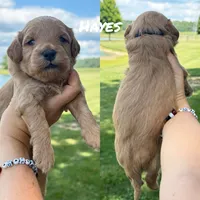 Hayes, a male Miniature Goldendoodle for sale in Columbia City, IN – 2 of 2