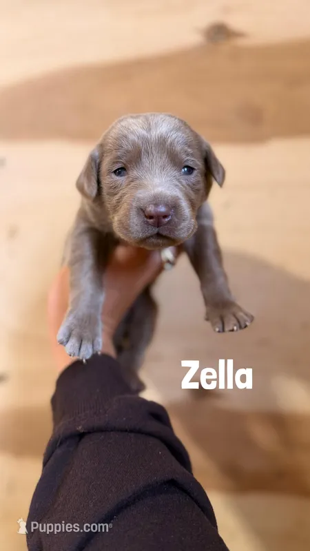 Zella – Labrador Retriever puppy for sale in Columbia City, IN
