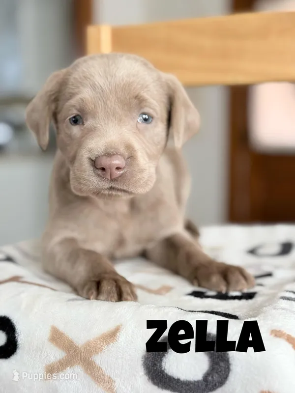 Zella – Labrador Retriever puppy for sale in Columbia City, IN