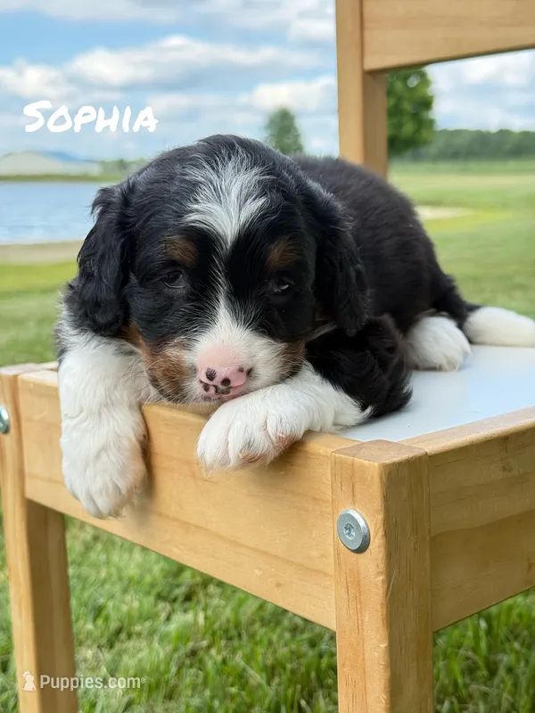 Sophia - Tricolored Mini Bernedoodle – Miniature Bernedoodle puppy for sale in Columbia City, IN