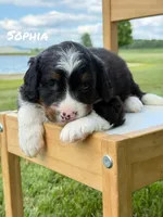 Sophia - Tricolored Mini Bernedoodle, a female Miniature Bernedoodle for sale in Columbia City, IN – 1 of 3