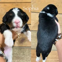 Sophia - Tricolored Mini Bernedoodle, a female Miniature Bernedoodle for sale in Columbia City, IN – 2 of 3