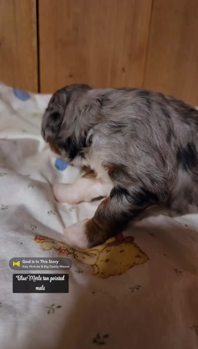 Silas - Blue Merle Mini Bernedoodle , a male Miniature Bernedoodle for sale in Columbia City, IN – 3 of 3
