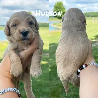 Hudson, a male Miniature Goldendoodle for sale in Columbia City, IN – 2 of 2