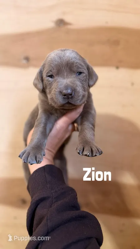 Zion – Labrador Retriever puppy for sale in Columbia City, IN