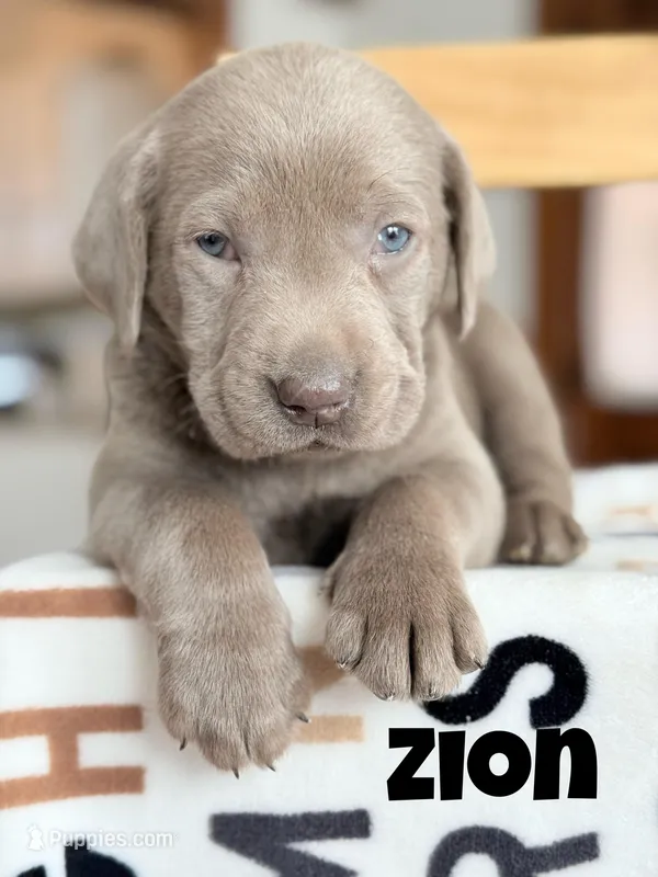 Zion – Labrador Retriever puppy for sale in Columbia City, IN