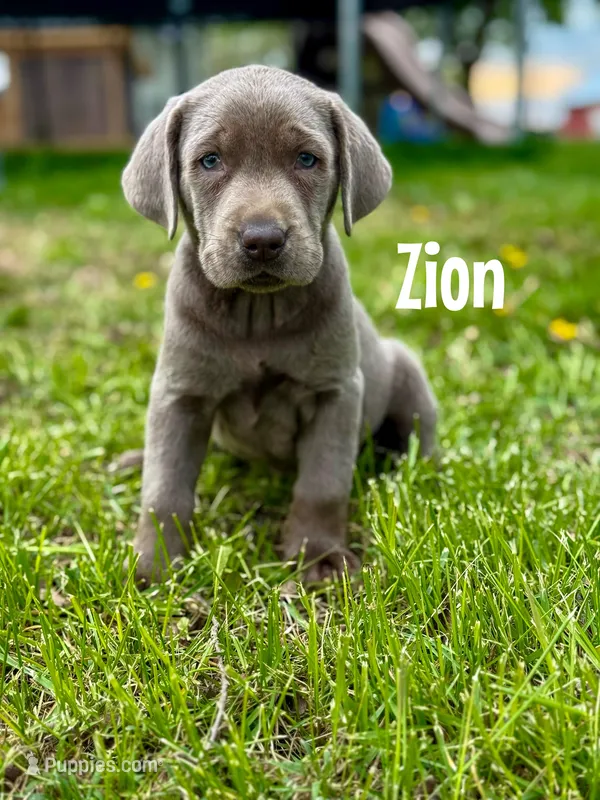 Zion – Labrador Retriever puppy for sale in Columbia City, IN