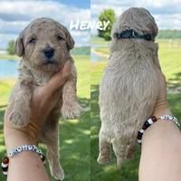 Henry, a male Miniature Goldendoodle for sale in Columbia City, IN – 2 of 2