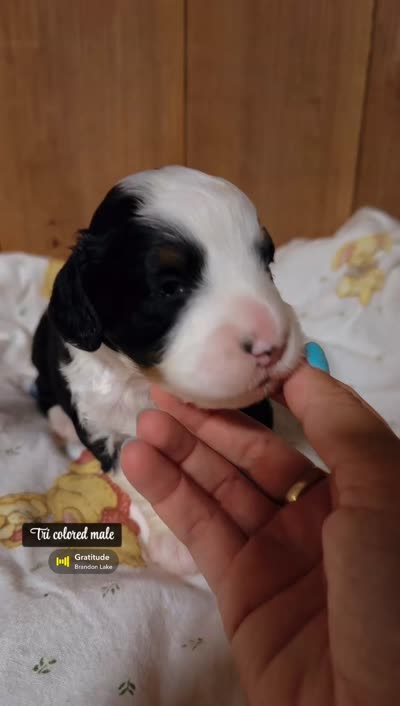 Sutton - Tricolored Mini Bernedoodle, a male Miniature Bernedoodle for sale in Columbia City, IN – 3 of 3