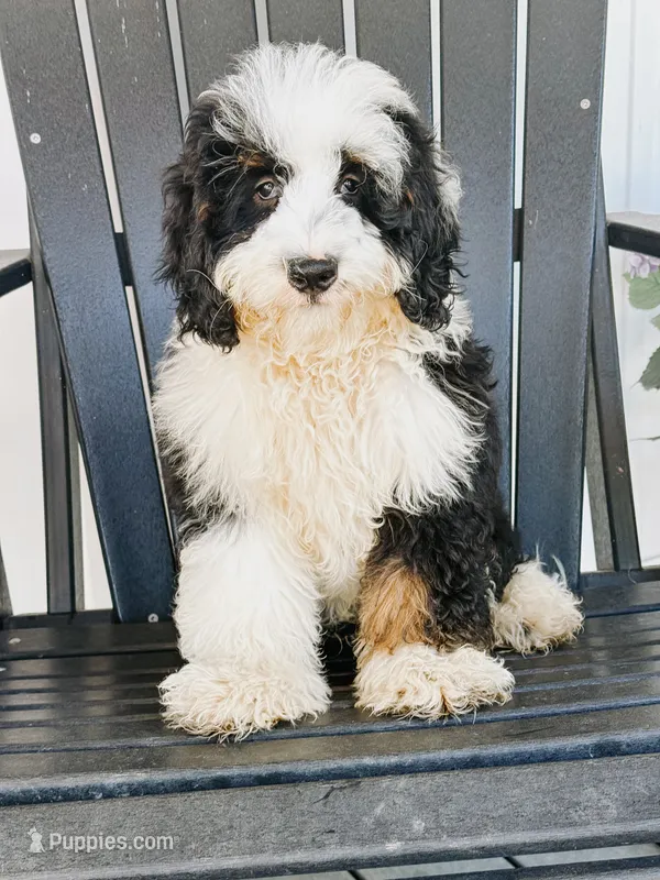 Sutton - Tricolored Mini Bernedoodle – Miniature Bernedoodle puppy for sale in Columbia City, IN