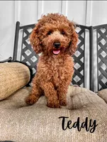 Pheonix, a male Boston Terrier and Poodle - Toy  for sale in Columbia City, IN – 3 of 3