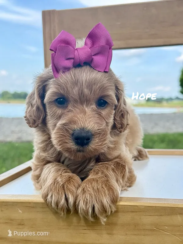 Hope – Miniature Goldendoodle puppy for sale in Columbia City, IN