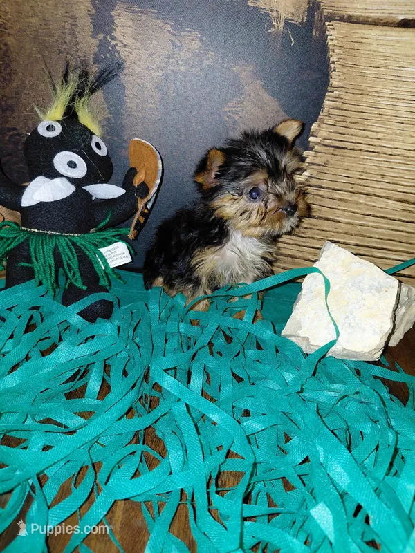 Yorkie 1 – Yorkshire Terrier puppy for sale in Slidell, LA