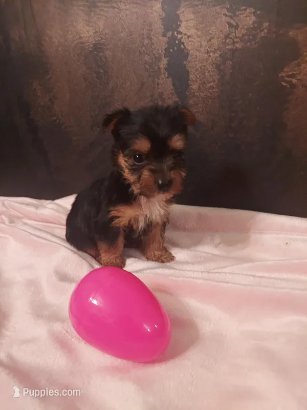 Yorkie 1 – Yorkshire Terrier puppy for sale in Slidell, LA