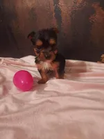 Yorkie 1, a female Yorkshire Terrier for sale in Slidell, LA – Photo 2 of 3