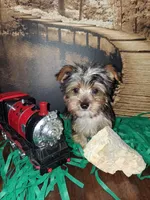 Yorkie boy , a male Yorkshire Terrier for sale in Slidell, LA – 2 of 3