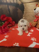 Poo4, a male Yorkipoo for sale in Slidell, LA – Photo 2 of 3