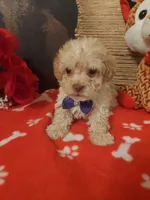 Poo1, a male Yorkipoo for sale in Slidell, LA – Photo 1 of 3