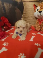 Poo1, a male Yorkipoo for sale in Slidell, LA – Photo 3 of 3