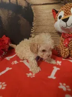 Poo1, a male Yorkipoo for sale in Slidell, LA – Photo 2 of 3