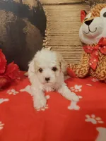 Poo#5, a male Yorkipoo for sale in Slidell, LA – Photo 2 of 3