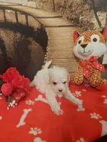 Poo#5, a male Yorkipoo for sale in Slidell, LA – Photo 3 of 3