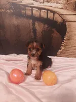 Yorkie 2, a female Yorkshire Terrier for sale in Slidell, LA – Photo 1 of 3