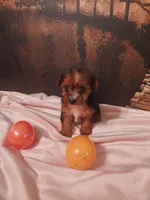 Yorkie 2, a female Yorkshire Terrier for sale in Slidell, LA – Photo 3 of 3