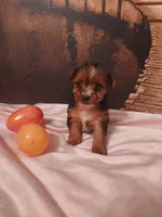 Yorkie 2, a female Yorkshire Terrier for sale in Slidell, LA – Photo 2 of 3