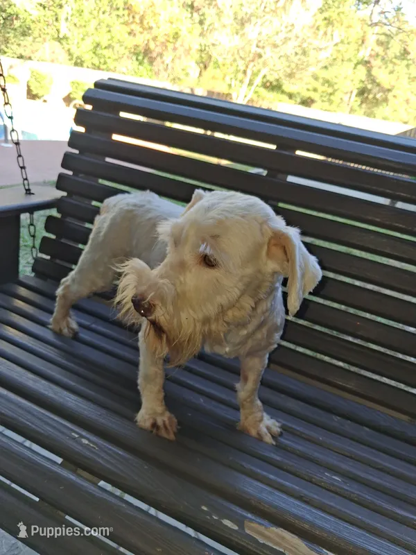 Snowball  – Miniature Schnauzer puppy for sale in Slidell, LA